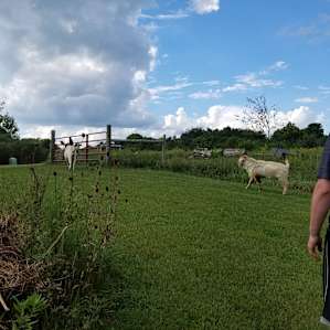 Goat friends
