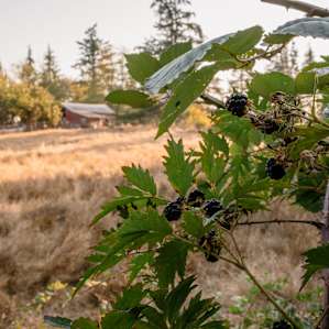 Yaaay for blackberries!