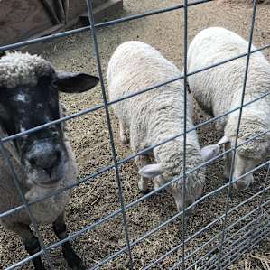 Sheep on research project site