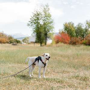 Our pup loved having space to run around!