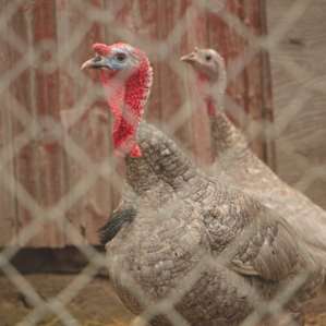 Check out these two turkeys.