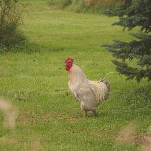 This rooster cracked me up. I was told he could be sassy but we got along just fine.