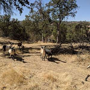 Goats!