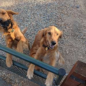 Carol's awesome dogs
