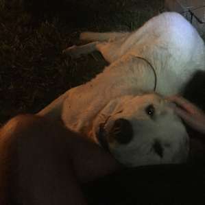 Camping on the Farm