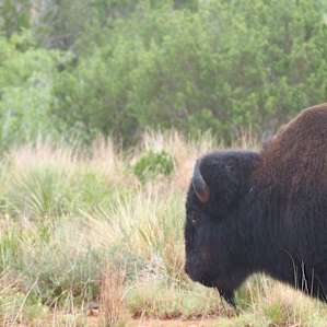 Watchout for the bison - and enjoy the majesty of these mighty animals as they walk through the park