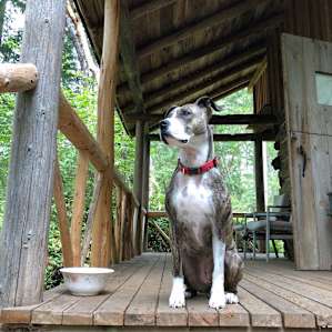Vintage Cabin in 10 Acre Forest