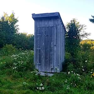 The Bee Tree at Motherwort Farm
