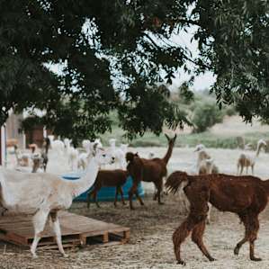 farm animal alpaca