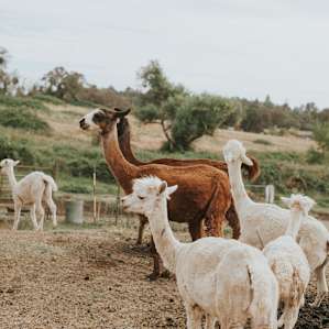 farm animal alpaca