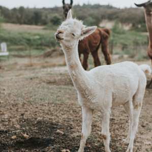 animal alpaca