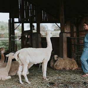 farm animal alpaca