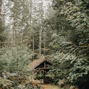 forest fall