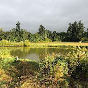 Rainy Oregon morning