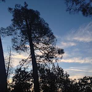 nice sunset silhouettes of pines from campsite