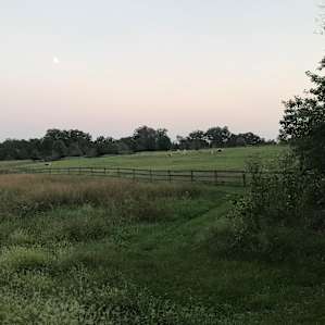 Llama Paradise at Lower Sherwood
