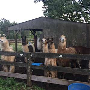 Llama Paradise at Lower Sherwood