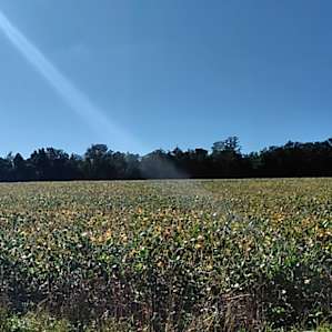 Soybean field on an adjacent property