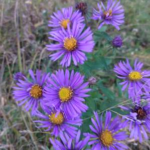 Wild flowers