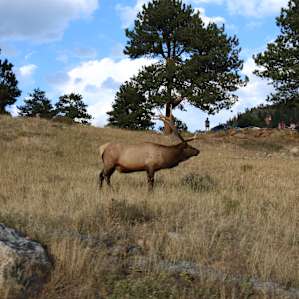 Elk rut season in September! You can hear them bugling all night!