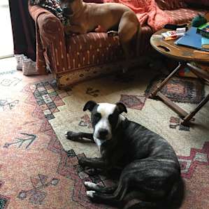 Dog Woods Cabin