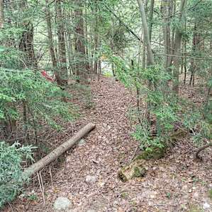To the right of the tent spot, there's a clear path in to the woods and toward the top of the brook. The forest looks to be old growth, it's beautiful.