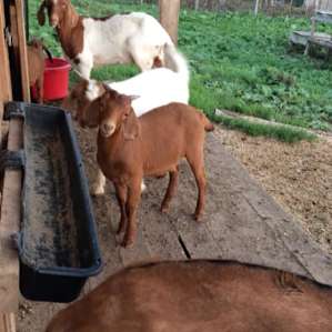 Goats!! I love them. I would love on them every time we would pass by.