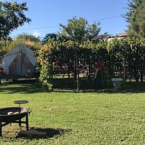Grape vine getaway