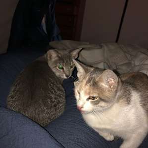The kittens who we never learned the names of but ended up self naming them Mika and Wilson. The most curious cuddly farm kitties.