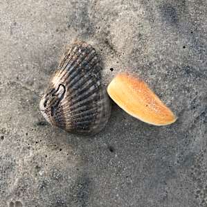 Seashells everywhere 🐚