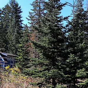 Tiny house nestled in the trees.