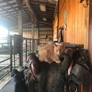 Cyrus and Atticus Getaway