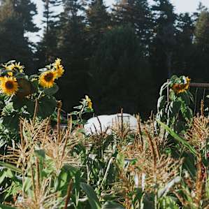 farm