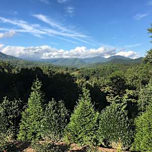 Black Bear Pad RV