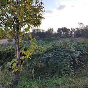 Orchard Nest
