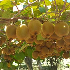 Orchard Nest
