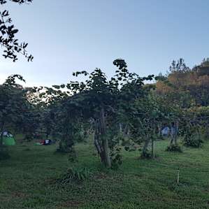 Tents pitched within the orchard