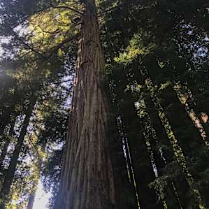 Sequoia Group Camps