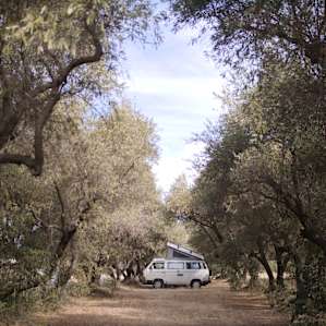 Sunrise Farms Olive Grove