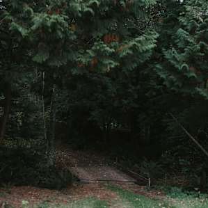 Cool wooden bridge and woods you drive through to the camp!