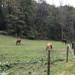 Had a whole road full of animals. Great place to take a morning stroll.