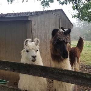 Llama Paradise at Lower Sherwood