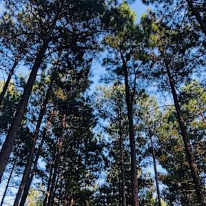 Pristine Pines