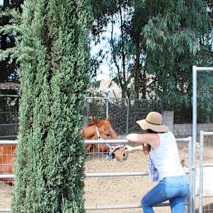 Pro tip: Bring carrots