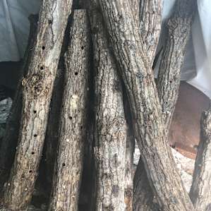 Some of the wood that is used to grow mushrooms.