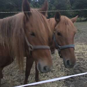Majestic Mustang Stables & Camp