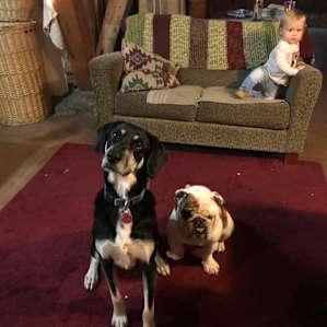 Our dogs and daughter enjoyed the barn.