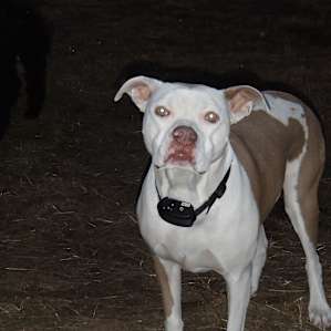 I LOVE leash-free camping!!