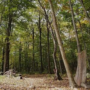 Cabin in the Woods