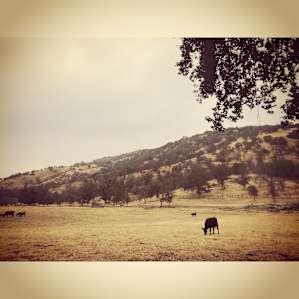 Pasture Cabin- Secluded